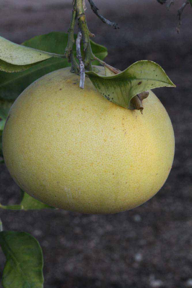              Fruit of  Citrus maxima          (Siamese Sweet, Riverside,   CA)       